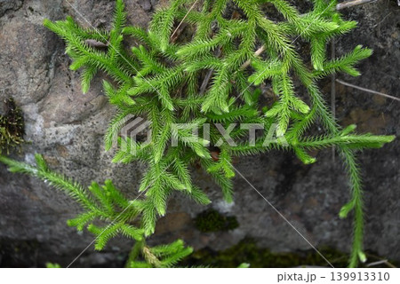 ヒカゲノカズラ・日陰蔓・原始的植物・正月飾り ヒカゲノカズラ・日陰蔓・原始的植物・正月飾り 139913310