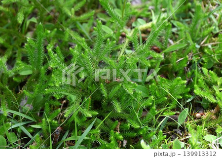 ヒカゲノカズラ・日陰蔓・原始的植物・正月飾り ヒカゲノカズラ・日陰蔓・原始的植物・正月飾り 139913312