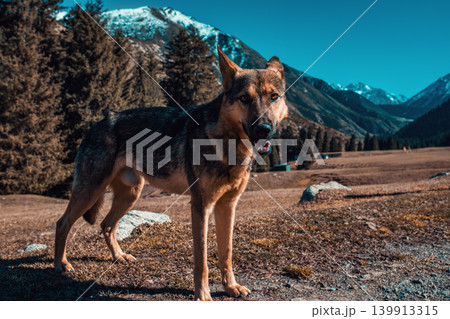 Dog on mountains background 139913315