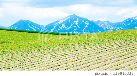 爽やかな初夏に北海道美瑛町の丘から見た畑と十勝岳連峰の風景 爽やかな初夏に北海道美瑛町の丘から見た畑と十勝岳連峰の風景 139913333