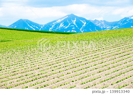 爽やかな初夏に北海道美瑛町の丘から見た畑と十勝岳連峰の風景 139913340
