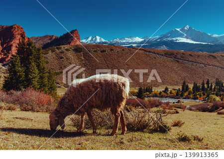 Sheep eating grass in the mountains of Kyrgyzstan 139913365