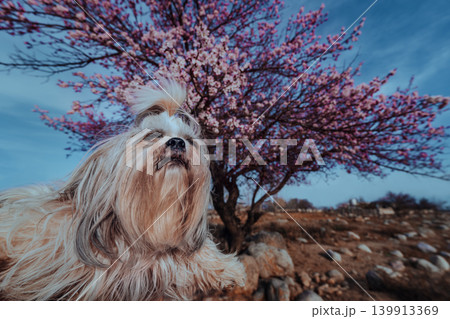 Shih tzu dog on blossom apricot tree background 139913369