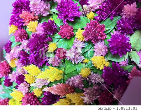カラフルなケイトウの花畑クローズアップ 背景素材 139913503