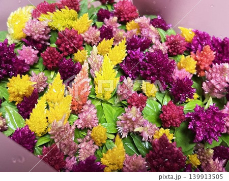 カラフルなケイトウの花畑クローズアップ 背景素材 139913505