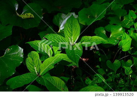 フタリシズカの花・二人静・能楽 静御前の亡霊・有毒植物 薬草 139913520