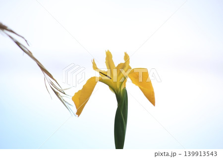 空に向かって咲く花菖蒲 139913543