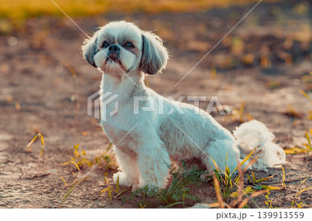 Shih tzu dog in the field in autumn Shih tzu dog in the field in autumn 139913559