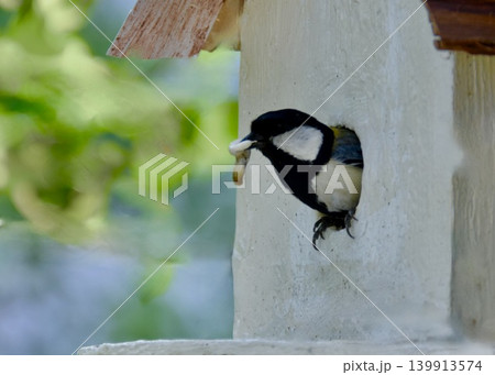 エサと引き換えに、ヒナのフンを捨てる親鳥。 エサと引き換えに、ヒナのフンを捨てる親鳥。 139913574