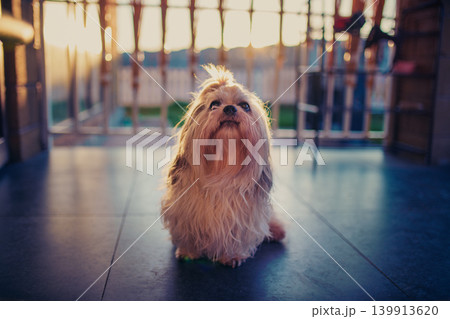 Shih tzu dog sitting on the porch and asking owner something to eat Shih tzu dog sitting on the porch and asking owner something to eat 139913620