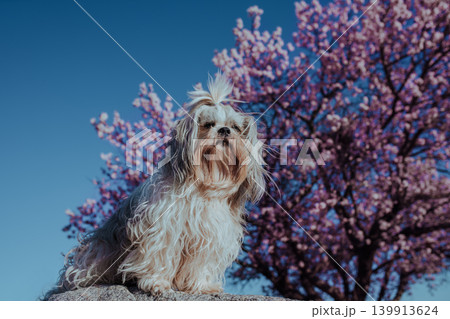 Shih tzu dog on blossom apricot tree background Shih tzu dog on blossom apricot tree background 139913624