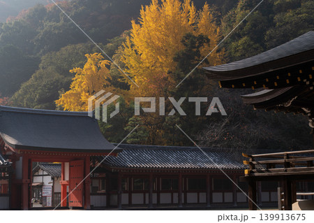 京都府八幡市高良神社で晩秋の黄色に色づいたイチョウを撮影 京都府八幡市高良神社で晩秋の黄色に色づいたイチョウを撮影 139913675