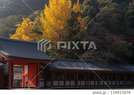 京都府八幡市高良神社で晩秋の黄色に色づいたイチョウを撮影 京都府八幡市高良神社で晩秋の黄色に色づいたイチョウを撮影 139913676