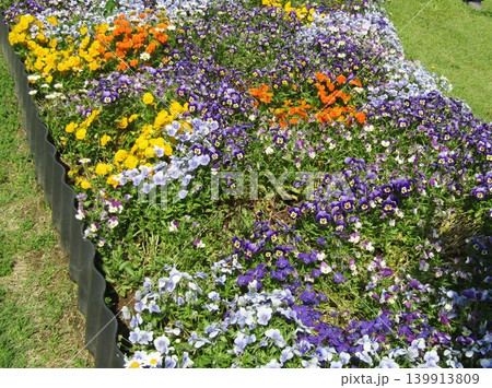 花の美術館前庭花壇のビオラの花に迎えられ 花の美術館前庭花壇のビオラの花に迎えられ 139913809