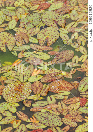 水面の彩り 水生植物 水面の彩り 水生植物 139913920
