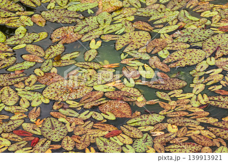 水面の彩り 水生植物 水面の彩り 水生植物 139913921