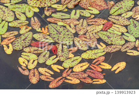水面の彩り 水生植物 水面の彩り 水生植物 139913923