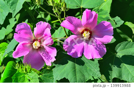 芙蓉　二輪 139913988