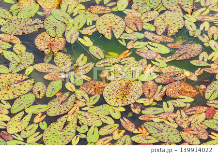 水面の彩り　水生植物 139914022