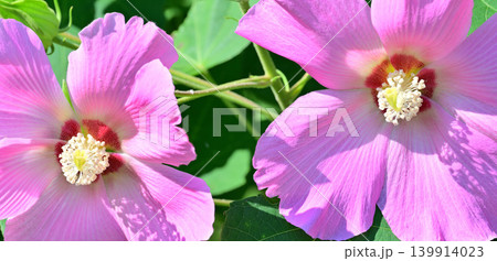 芙蓉　二輪　マクロ撮影 139914023