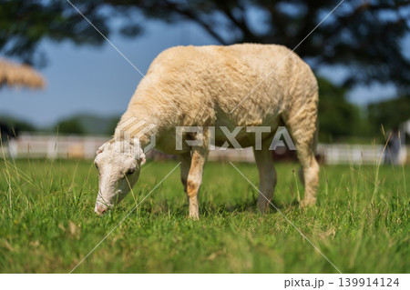 sheep on the meadow eating grass on field 139914124