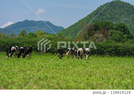 dairy cows in the wild grazing fresh green grass in spring dairy cows in the wild grazing fresh green grass in spring 139914129