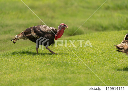bronze turkey walking in field bronze turkey walking in field 139914133