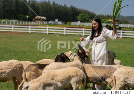 woman feeding a tree branch to the sheep on grass field 139914157