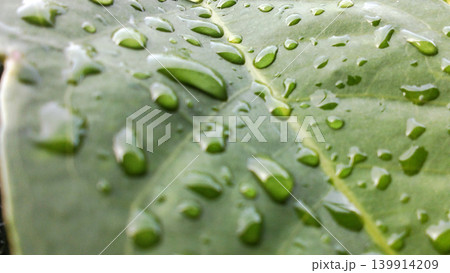 Macro photo of a green leaf with raindrops spreading across its surface. Macro photo of a green leaf with raindrops spreading across its surface. 139914209