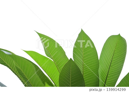 beautiful green leaf texture in springtime, water drop on frangipani leaves beautiful green leaf texture in springtime, water drop on frangipani leaves 139914299