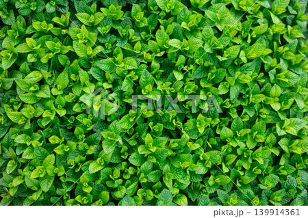 Planted fresh peppermint growing in greenhouse Planted fresh peppermint growing in greenhouse 139914361