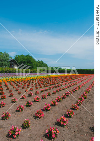 [ファーム富田]赤色の花々が咲き誇る風景 139914491