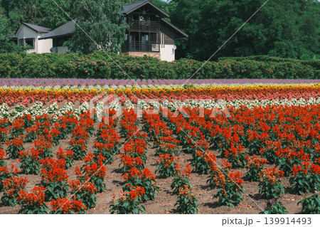 [ファーム富田]赤色の花々が咲き誇る風景 139914493