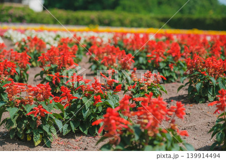 [ファーム富田]赤色の花々が咲き誇る風景 139914494
