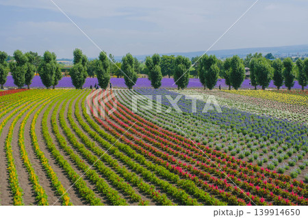 [ファーム富田]カラフルな花々が咲き誇る風景 139914650