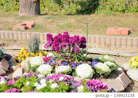 可愛い 春花 ストックの花 可愛い 春花 ストックの花 139915138