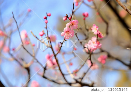 可愛い　ピンクの梅の花　道知辺 139915145