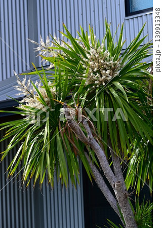 ニオイシュロランの花・匂棕櫚蘭・ニュージーランド固有種・食用 繊維 薬用 ニオイシュロランの花・匂棕櫚蘭・ニュージーランド固有種・食用 繊維 薬用 139915348