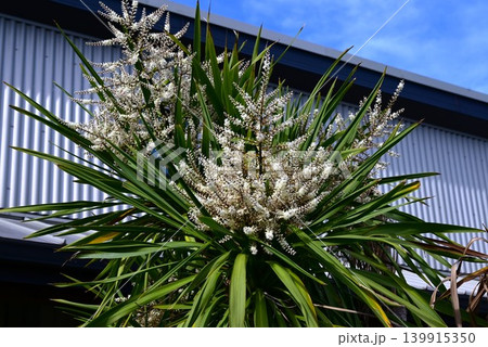 ニオイシュロランの花・匂棕櫚蘭・ニュージーランド固有種・食用 繊維 薬用 ニオイシュロランの花・匂棕櫚蘭・ニュージーランド固有種・食用 繊維 薬用 139915350