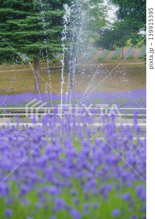 [日の出公園]美しいラベンダーが咲き誇る北海道の公園の風景 139915395