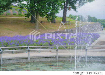 [日の出公園]美しいラベンダーが咲き誇る北海道の公園の風景 139915396