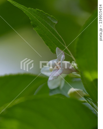 美しいハコネウツギの花が咲く 美しいハコネウツギの花が咲く 139915454