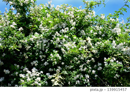 野薔薇　風景 139915457