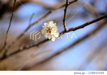 綺麗　白梅の花 139915595