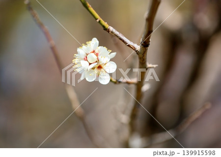 綺麗　白梅の花 139915598