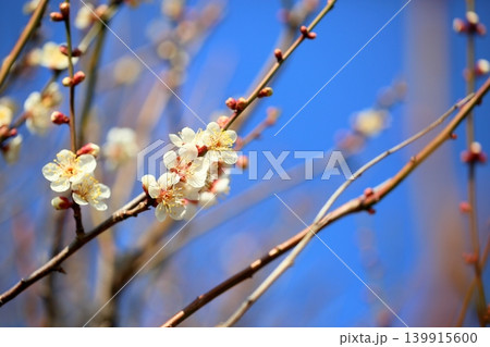 綺麗　白梅の花 139915600
