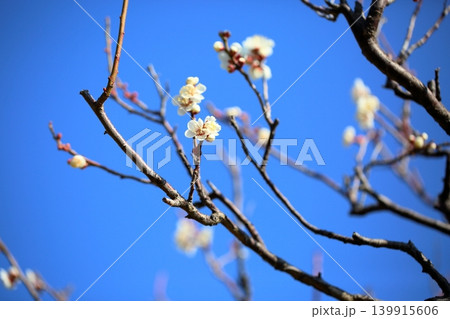 綺麗　白梅の花 139915606