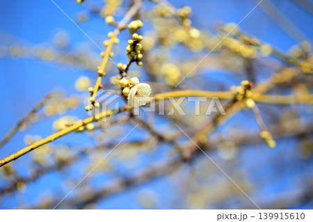 爽やか　白梅の花　緑咢枝垂 139915610