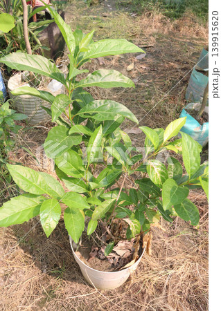 Morinda citrifolia fruit tree plant on farm Morinda citrifolia fruit tree plant on farm 139915620