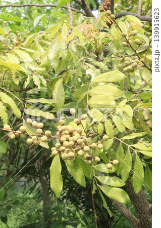 Longan fruit on tree in farm for harvest are cash crops Longan fruit on tree in farm for harvest are cash crops 139915623